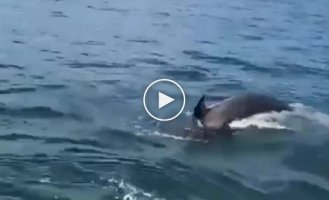 In Kamchatka, a seal, fleeing killer whales, jumped into a boat with vacationers