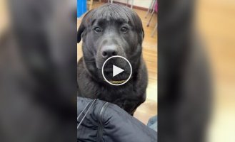 Bad haircut makes dog popular online