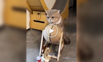 Кот добывает электричество
