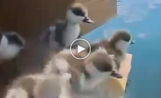 Biologists help lost ducklings find a new family