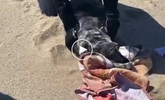 На пляже спасли тюленя, обмотанного веревкой вокруг шеи