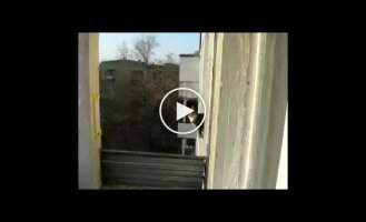 Паркур в исполнение кота