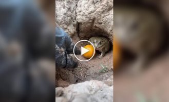 Активна оборона фрукту