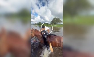 Девушка дружит с животными - и с тобой подружится