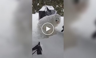 Самоед сладко спит в сугробе