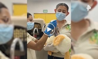 В Мексике игрушка заменила детенышу обезьяны маму