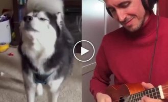 The guitarist played along with the singing dogs