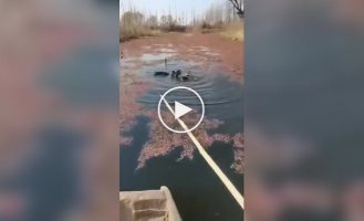 Trained cormorans that do not allow fish to get into them