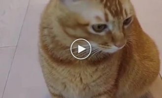 Cat with perfect musical ear