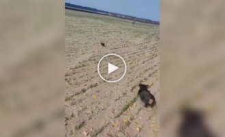 Погоня собаки мисливської породи за диким звіром