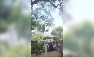 Обезьяна украла сумку с деньгами и устроила дождь из купюр с дерева