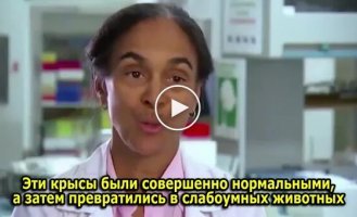 Как сахар влияет на когнитивные способности крыс