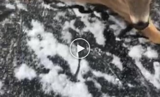 Мужчина спас оленей, застрявших на замерзшем озере