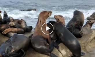 Морские львы захватили побережье Сан-Франциско