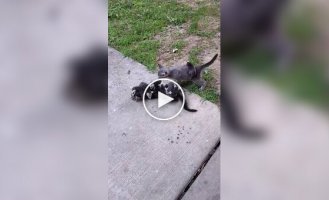 Opossums confused the cat with its mother and put it into a stupor