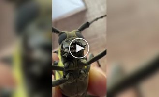 Знакомьтесь: жук-усач