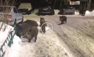 Boars follow a woman