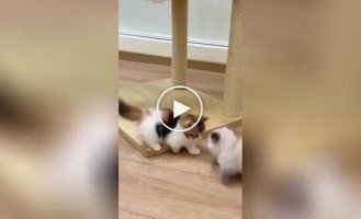 Cute and funny kitten battle