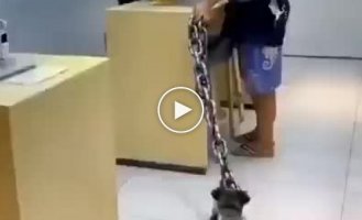 A dangerous dog that needs to be kept on a huge chain