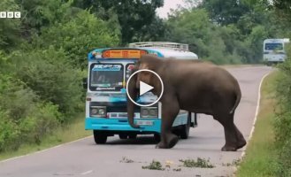 Хитрый слон вымогает у водителей угощения