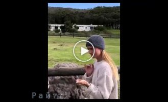 An ostrich stole a ring from the finger of an absent-minded tourist