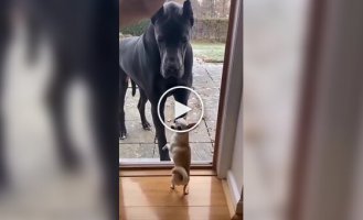 Small "brave" dogs versus giants