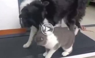 Dog and cat on a treadmill