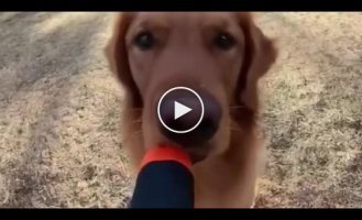 A good boy explained to the owner what to do with gadgets