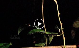 Паук, который ставит ловушки-катапульты