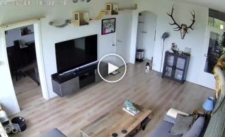 How this thing works: a very inquisitive cat studied the work of a surveillance camera