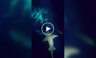 На Мальдивах туристы устроили ночное погружение среди акул