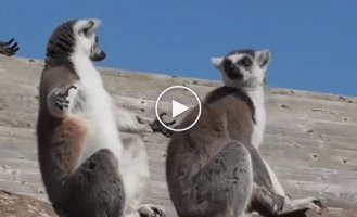Get a dose of positivity from sunbathing lemurs