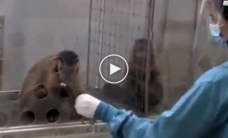Чувство справедливости у животных