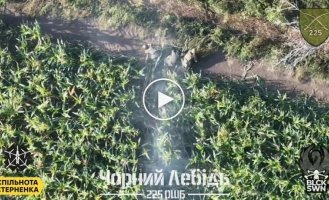 Three wounded Russians climb out of a cornfield after being dropped by a Ukrainian drone