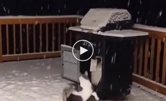 Cats and the first snow