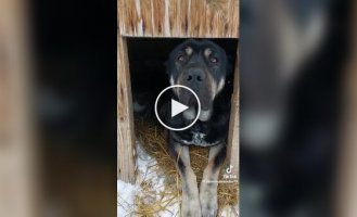 Рейдерский захват будки: коты оккупировали сторожевого пса