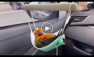Parrot goes to the country