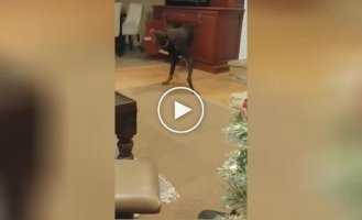 Doberman tried to catch his paw