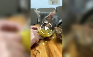 Маленький і нахабний любитель кукурудзи