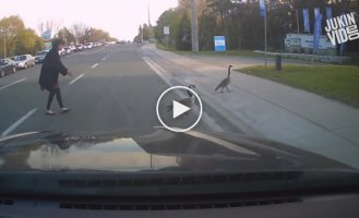 Переведи птичку через дорогу