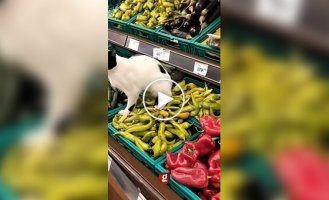 In the grocery department of a store, a cat defecated right on the peppers.