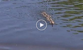 A tense moment in the life of a duck family