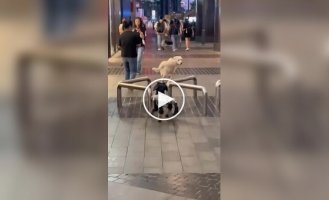 A dog's funny reaction to a robot dog