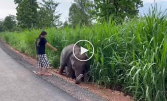 The girl saved the baby elephant and received gratitude