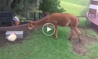 The chicken doesn't let the alpaca steal her food.