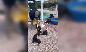 Утро детенышей морских львов