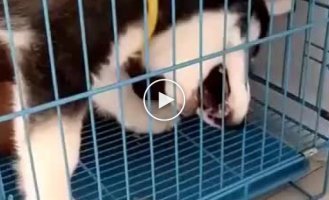 They make you starve. Husky puppy trying to get a treat