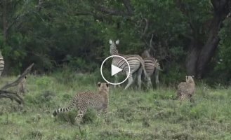 Cheetahs chose prey that was too tough for them