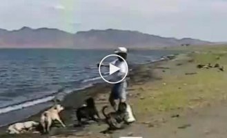 Дружные собачки