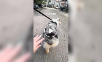 Баскетбольная собака на прогулке